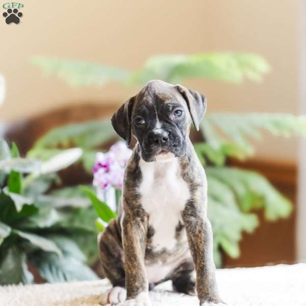 Poly, Boxer Puppy